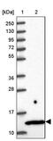 Mitochondrial Ribosomal Protein L35 antibody, PA5-60381, Invitrogen Antibodies, Western Blot image 