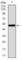 WD Repeat Domain 66 antibody, abx016019, Abbexa, Western Blot image 