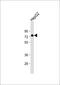 KH-Type Splicing Regulatory Protein antibody, 56-004, ProSci, Western Blot image 