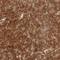 AT-Hook DNA Binding Motif Containing 1 antibody, HPA028691, Atlas Antibodies, Immunohistochemistry frozen image 