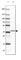 MTOR Associated Protein, LST8 Homolog antibody, HPA041841, Atlas Antibodies, Western Blot image 