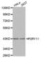 Purinergic Receptor P2Y11 antibody, abx002207, Abbexa, Western Blot image 