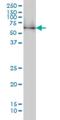 Nuclear Receptor Binding Protein 1 antibody, H00029959-M02, Novus Biologicals, Western Blot image 