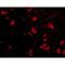 Tripartite Motif Containing 5 antibody, NBP1-76603, Novus Biologicals, Immunofluorescence image 