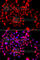 C-C Motif Chemokine Ligand 11 antibody, A7569, ABclonal Technology, Immunofluorescence image 
