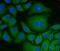 Protein Disulfide Isomerase Family A Member 6 antibody, M03813-1, Boster Biological Technology, Immunofluorescence image 