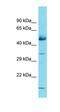 Glucocorticoid-induced transcript 1 protein antibody, orb325755, Biorbyt, Western Blot image 