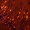 Neurogranin antibody, MAB7947, R&D Systems, Immunohistochemistry paraffin image 