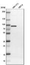 TNF receptor-associated factor 2 antibody, NBP1-86913, Novus Biologicals, Western Blot image 