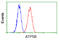 ATP Synthase F1 Subunit Beta antibody, GTX84848, GeneTex, Flow Cytometry image 