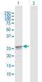 HEAT Repeat Containing 9 antibody, H00256957-B01P, Novus Biologicals, Western Blot image 