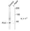 Polo Like Kinase 1 antibody, 50-249, ProSci, Western Blot image 