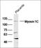Myosin IC antibody, orb221558, Biorbyt, Western Blot image 