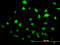 SUMO1 Activating Enzyme Subunit 1 antibody, LS-B6203, Lifespan Biosciences, Immunofluorescence image 