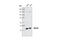 WD Repeat Domain 77 antibody, 2828S, Cell Signaling Technology, Western Blot image 