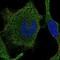 RAB42, Member RAS Oncogene Family antibody, NBP2-55637, Novus Biologicals, Immunofluorescence image 