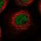 Integrator Complex Subunit 13 antibody, NBP1-83841, Novus Biologicals, Immunofluorescence image 