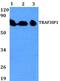 TRAF3 Interacting Protein 1 antibody, PA5-75785, Invitrogen Antibodies, Western Blot image 