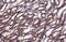 Caspase 4 antibody, GTX134552, GeneTex, Immunohistochemistry paraffin image 