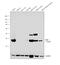 Fructose-Bisphosphatase 1 antibody, PA5-30028, Invitrogen Antibodies, Western Blot image 