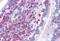 Formin Binding Protein 1 antibody, GTX89672, GeneTex, Immunohistochemistry paraffin image 