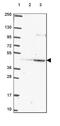 Peroxisomal Biogenesis Factor 12 antibody, PA5-64414, Invitrogen Antibodies, Western Blot image 