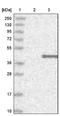Homeobox C11 antibody, NBP1-83230, Novus Biologicals, Western Blot image 