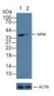 Nucleophosmin 1 antibody, LS-C295692, Lifespan Biosciences, Western Blot image 