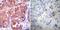 Heat Shock Protein 90 Alpha Family Class B Member 1 antibody, NB120-5455, Novus Biologicals, Immunohistochemistry frozen image 