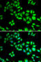 Cullin 1 antibody, 18-526, ProSci, Immunofluorescence image 