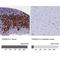 Thioredoxin Domain Containing 5 antibody, NBP2-13496, Novus Biologicals, Immunohistochemistry paraffin image 