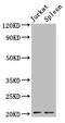H1 Histone Family Member 0 antibody, LS-C673652, Lifespan Biosciences, Western Blot image 