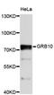 Growth Factor Receptor Bound Protein 10 antibody, MBS125925, MyBioSource, Western Blot image 