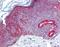 Family With Sequence Similarity 3 Member C antibody, orb87639, Biorbyt, Immunohistochemistry paraffin image 