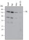 Cbl Proto-Oncogene antibody, MAB5998, R&D Systems, Western Blot image 