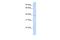 Potassium Channel Modulatory Factor 1 antibody, PA5-40623, Invitrogen Antibodies, Western Blot image 