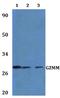 Granzyme M antibody, A08286, Boster Biological Technology, Western Blot image 
