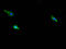 Integrin Subunit Beta 1 antibody, A62802-100, Epigentek, Immunofluorescence image 