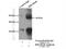 Basic Helix-Loop-Helix Family Member E40 antibody, 17895-1-AP, Proteintech Group, Immunoprecipitation image 