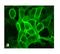 Glutamate Metabotropic Receptor 2 antibody, 702592, Invitrogen Antibodies, Immunofluorescence image 