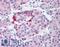 Potassium Voltage-Gated Channel Subfamily J Member 6 antibody, LS-A8377, Lifespan Biosciences, Immunohistochemistry frozen image 