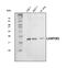 Late Endosomal/Lysosomal Adaptor, MAPK And MTOR Activator 1 antibody, A06290-1, Boster Biological Technology, Western Blot image 
