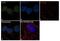 Tousled Like Kinase 1 antibody, 720397, Invitrogen Antibodies, Immunofluorescence image 