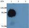 Sialophorin antibody, MA1-19009, Invitrogen Antibodies, Western Blot image 