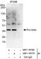 PURB antibody, NBP1-99780, Novus Biologicals, Immunoprecipitation image 