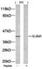 NFKB Inhibitor Beta antibody, orb14417, Biorbyt, Western Blot image 