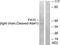 Coagulation Factor X antibody, LS-C121063, Lifespan Biosciences, Western Blot image 