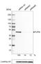 Tu Translation Elongation Factor, Mitochondrial antibody, NBP2-36751, Novus Biologicals, Western Blot image 