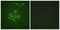 Baculoviral IAP Repeat Containing 5 antibody, LS-C199620, Lifespan Biosciences, Immunofluorescence image 