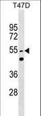 Heterogeneous Nuclear Ribonucleoprotein L Like antibody, LS-C159859, Lifespan Biosciences, Western Blot image 